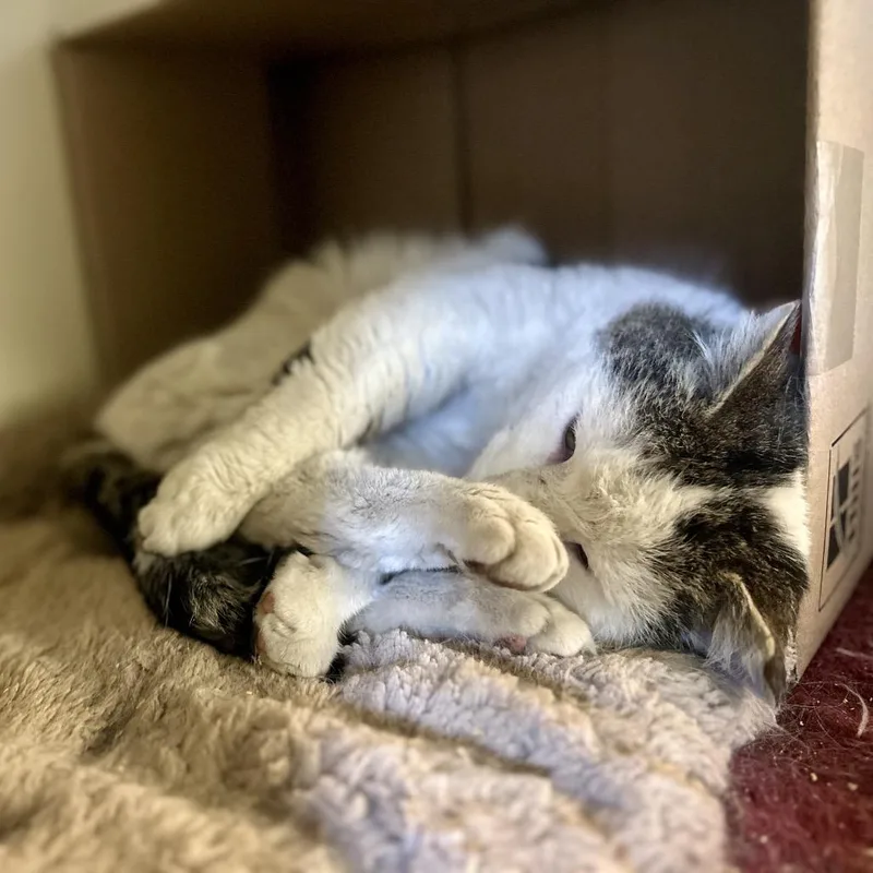 Hambone Chunkmeister thumbnail 2