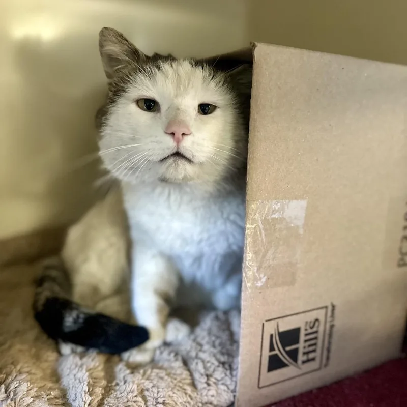 Hambone Chunkmeister thumbnail 3