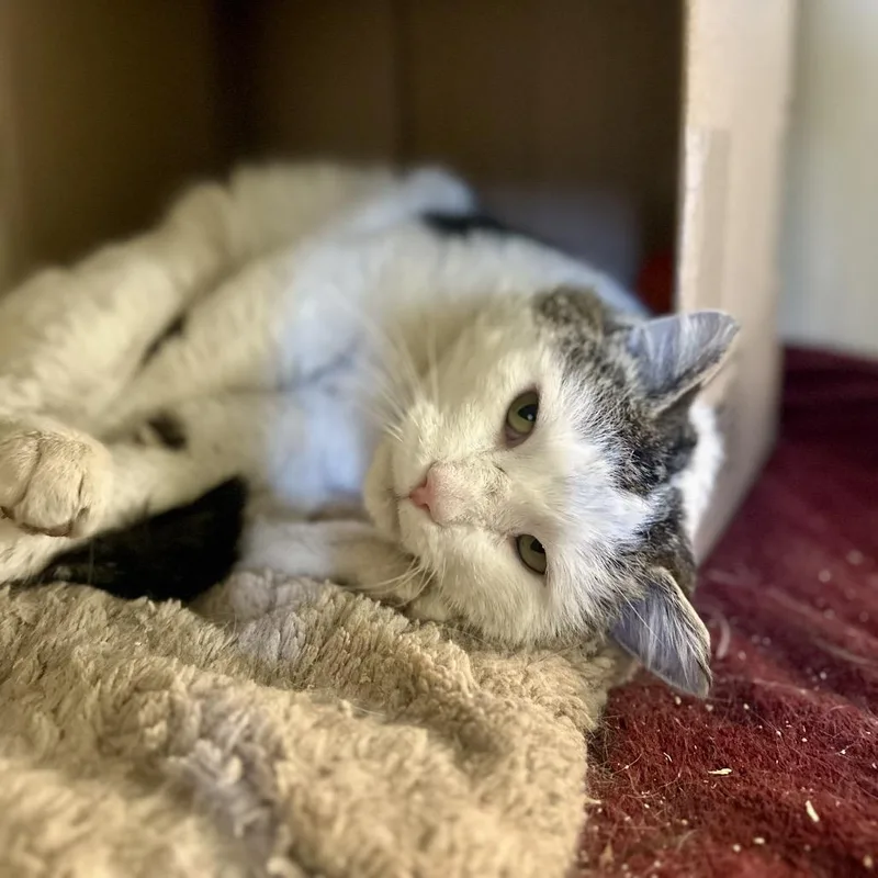 Hambone Chunkmeister thumbnail 4