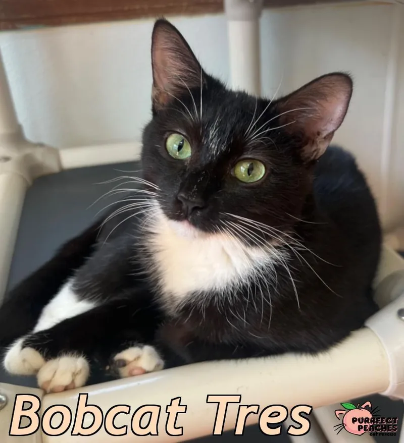 Bobcat Tres thumbnail 2