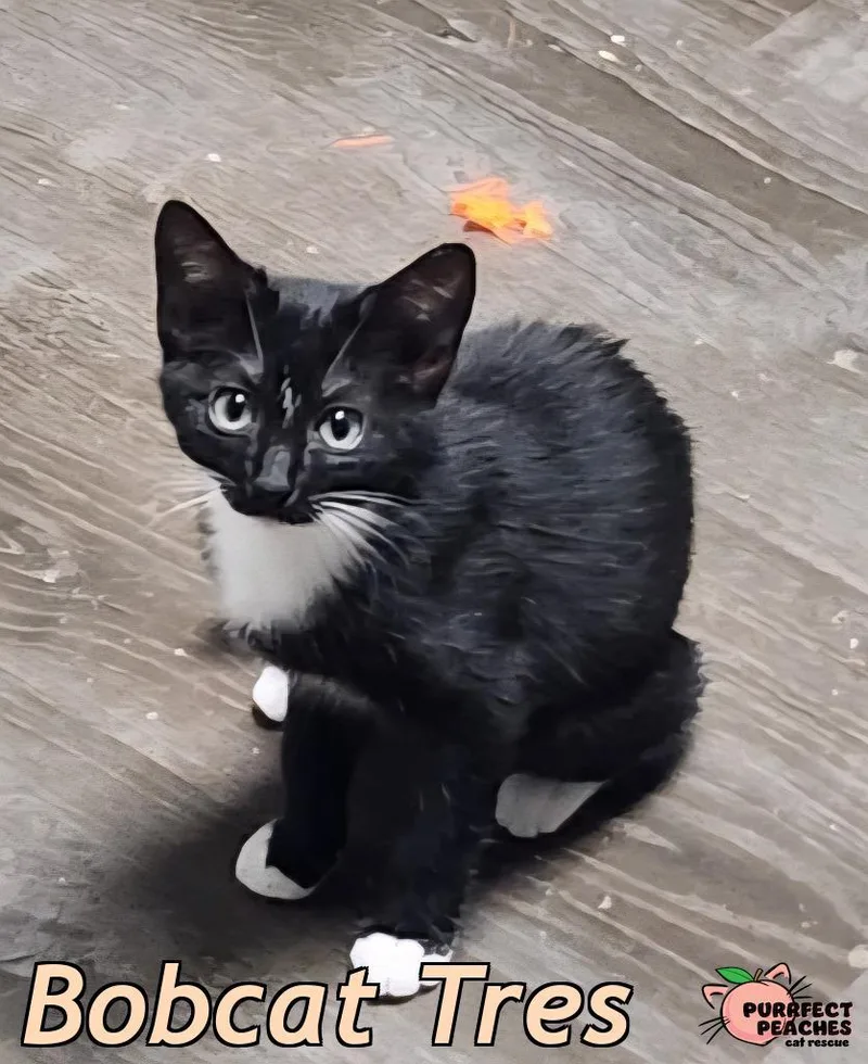 Bobcat Tres thumbnail 3