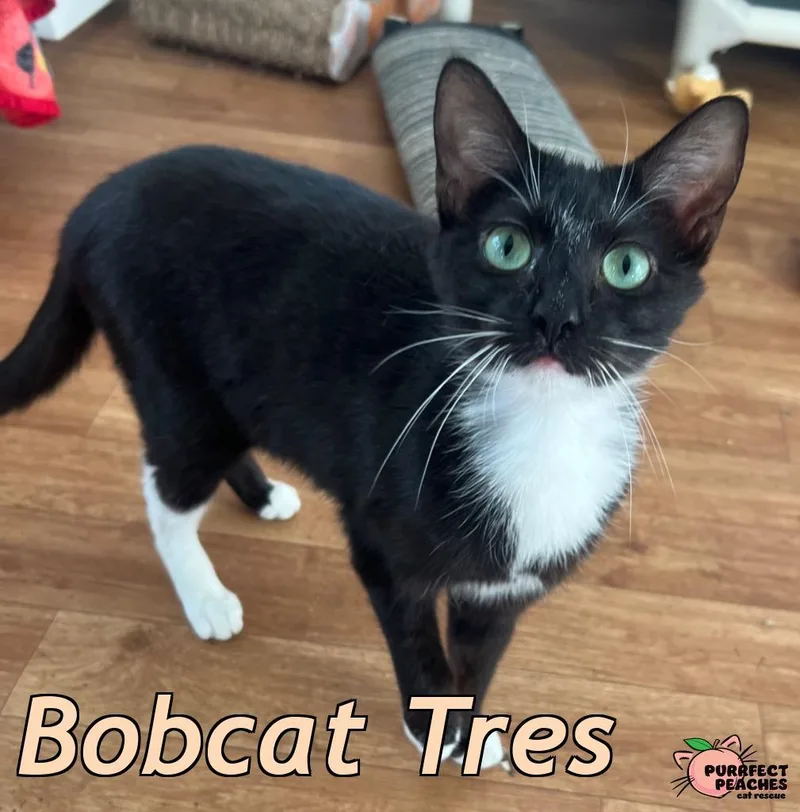 Bobcat Tres thumbnail 4