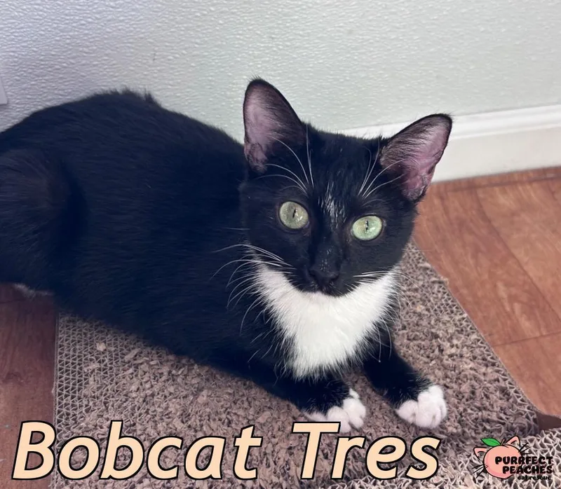 Bobcat Tres thumbnail 5