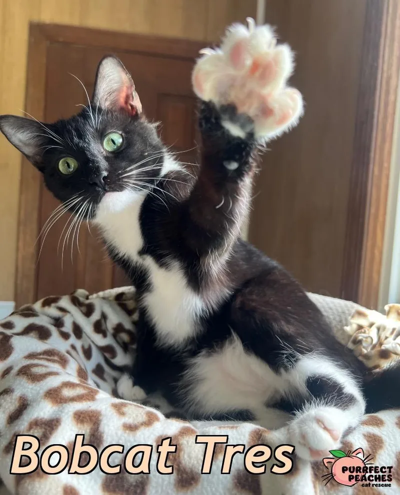 Bobcat Tres thumbnail 6