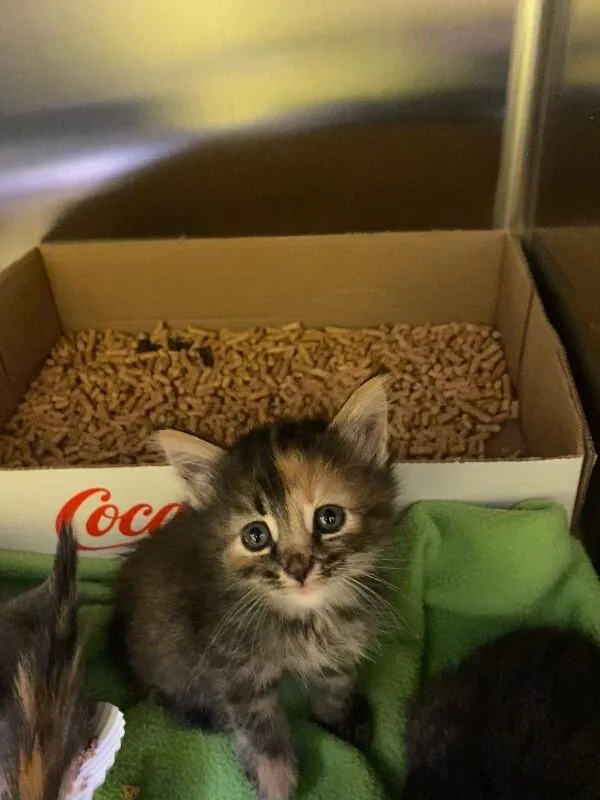 A young medium-sized female Tabby (Brown / Chocolate) Domestic Short Hair cat named Dally for adoption in Jackson, TN