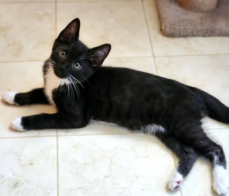 A baby small-sized male Black Domestic Short Hair cat named Jinx & Hoodoo for adoption in Pittsburgh, PA