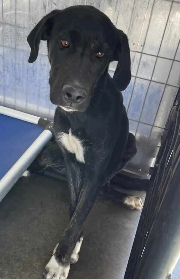 A young medium-sized female Labrador Retriever dog named Pitufina for adoption in Victorville, CA