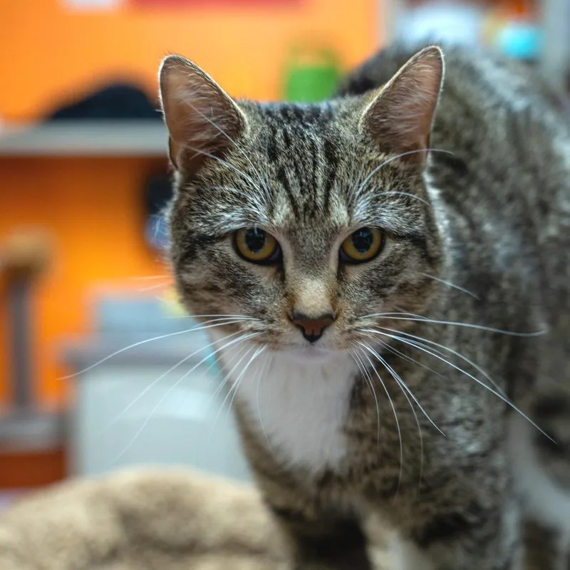 Alejandro