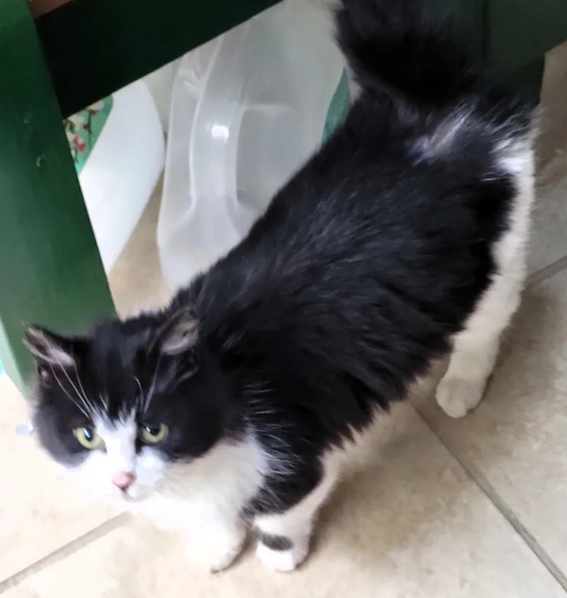 A young medium-sized female Black & White / Tuxedo Maine Coon cat named Buttons for adoption in Paris, KY