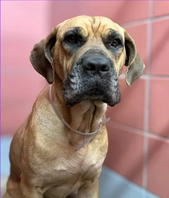 An adult extra large-sized female Mastiff dog named A for adoption in Houston, TX