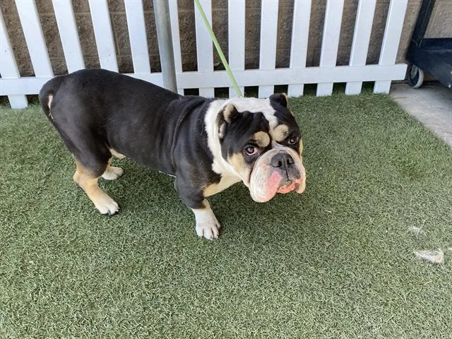 An adult large-sized male Pit Bull Terrier dog named A for adoption in Modesto, CA