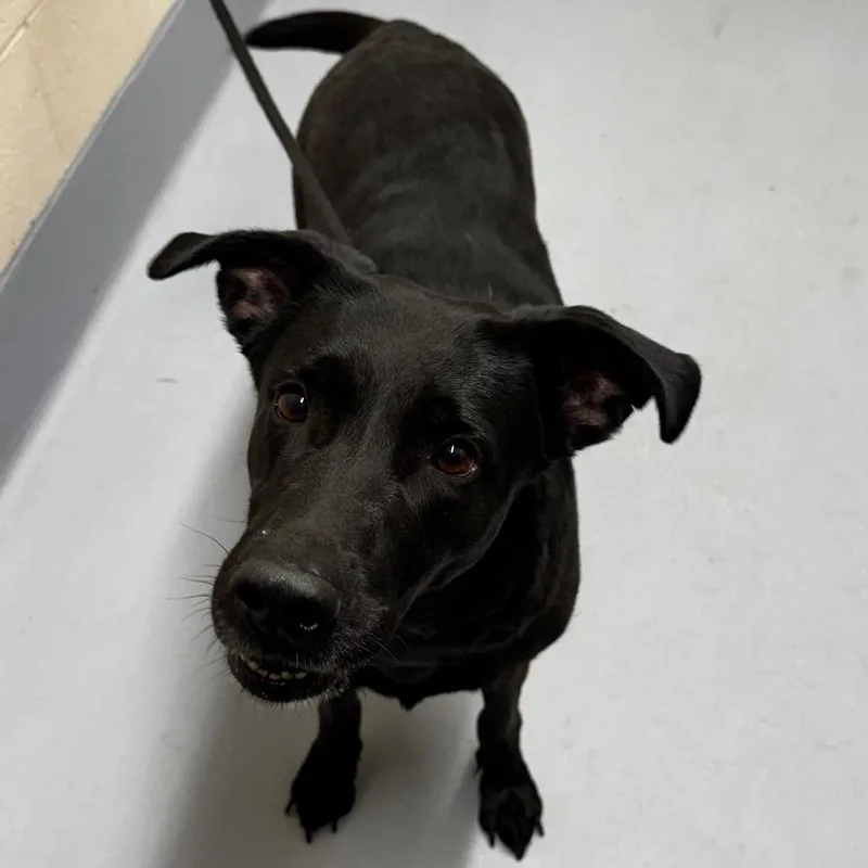 An adult large-sized female Black Black Labrador Retriever dog named Margaret for adoption in Concord, NC