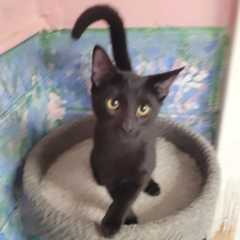 A baby small-sized male Black Domestic Short Hair cat named Camilo for adoption in Laredo, TX