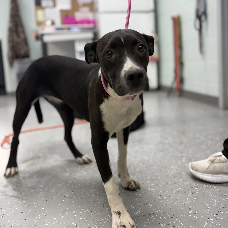 A baby medium-sized female Black Coonhound dog named Petra for adoption in Bardstown, KY