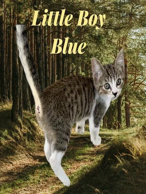 A baby small-sized male Domestic Short Hair cat named Little Boy Blue for adoption in Visalia, CA