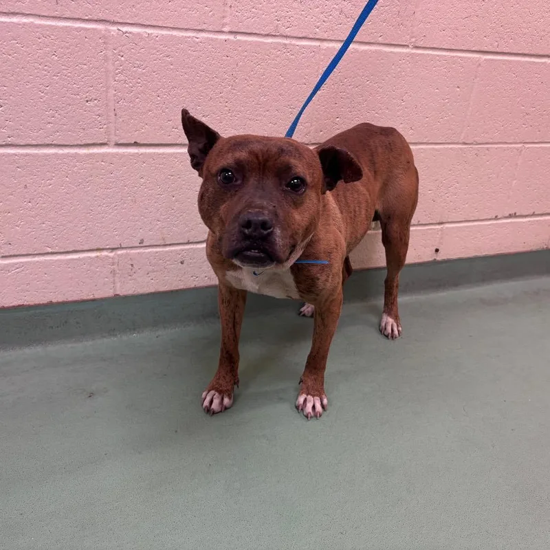 An adult medium-sized male Brindle Mixed Breed dog named Keith for adoption in Memphis, TN