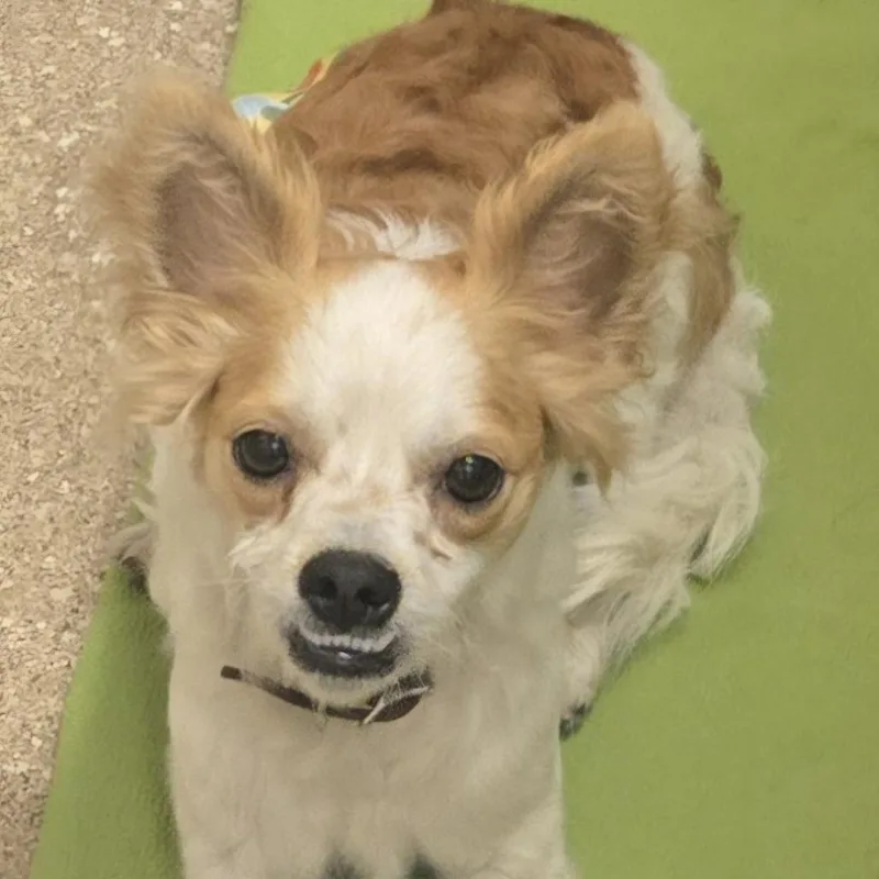An adult small-sized male White / Cream Mixed Breed dog named Falcor for adoption in Sonoma, CA