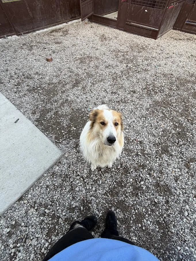 An adult extra large-sized female Golden Bernese Mountain Dog dog named Hollie for adoption in Blue Earth, MN