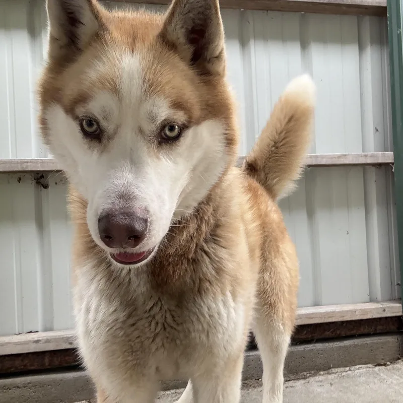 An adult large-sized male Husky dog named Hendrix for adoption in Mount Pleasant, MI