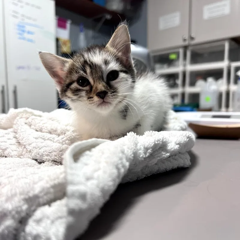 A baby small-sized male White Domestic Short Hair cat named Soup for adoption in Durham, NC