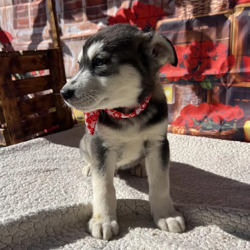 A baby medium-sized male Black Husky dog named Louie for adoption in Aledo, TX