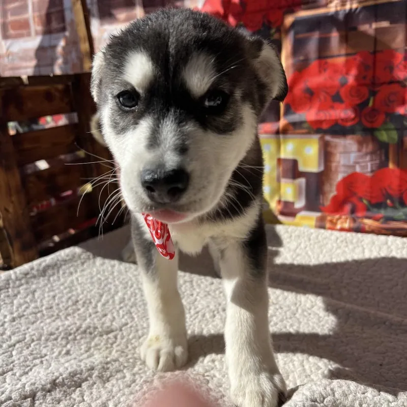 Louie thumbnail 2
