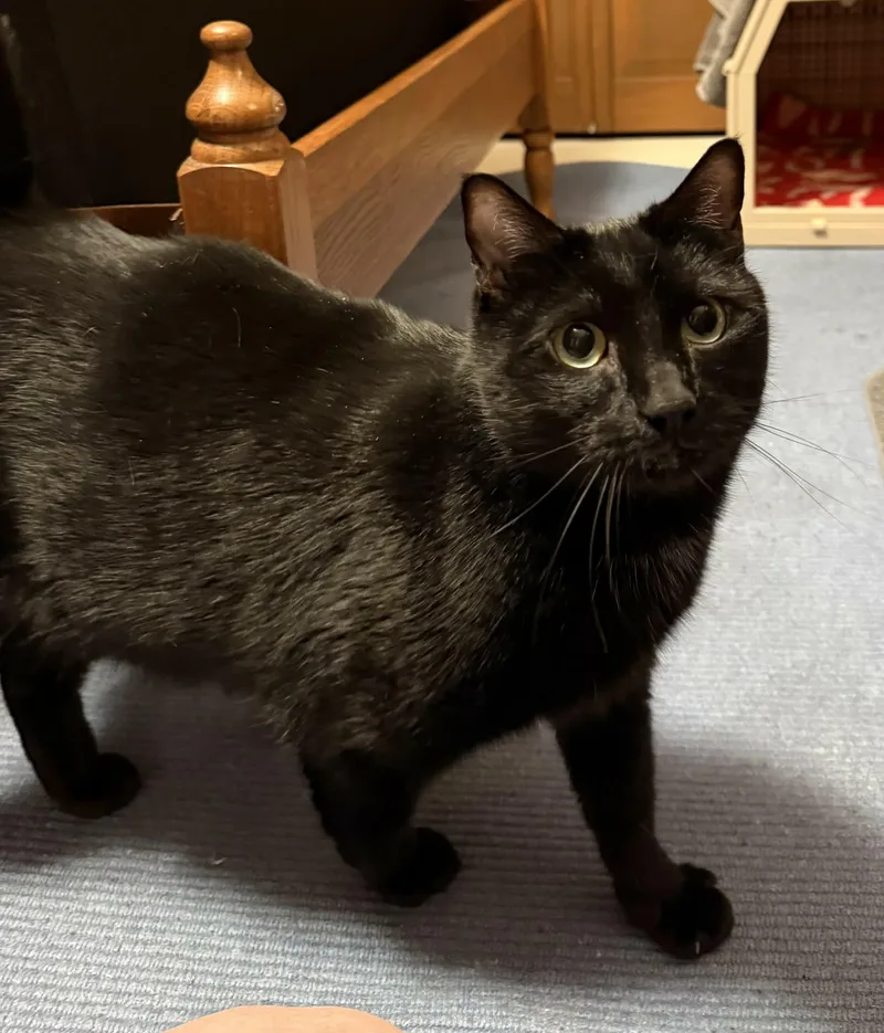 A young medium-sized male Domestic Short Hair cat named Luna for adoption in Mechanicsburg, PA