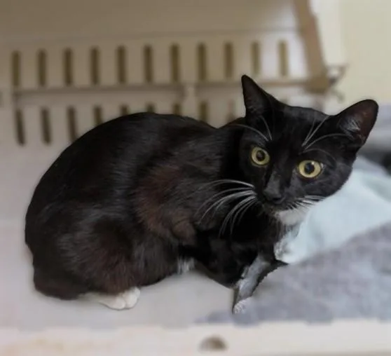 A young medium-sized female Domestic Short Hair cat named Dolly for adoption in Sacramento, CA