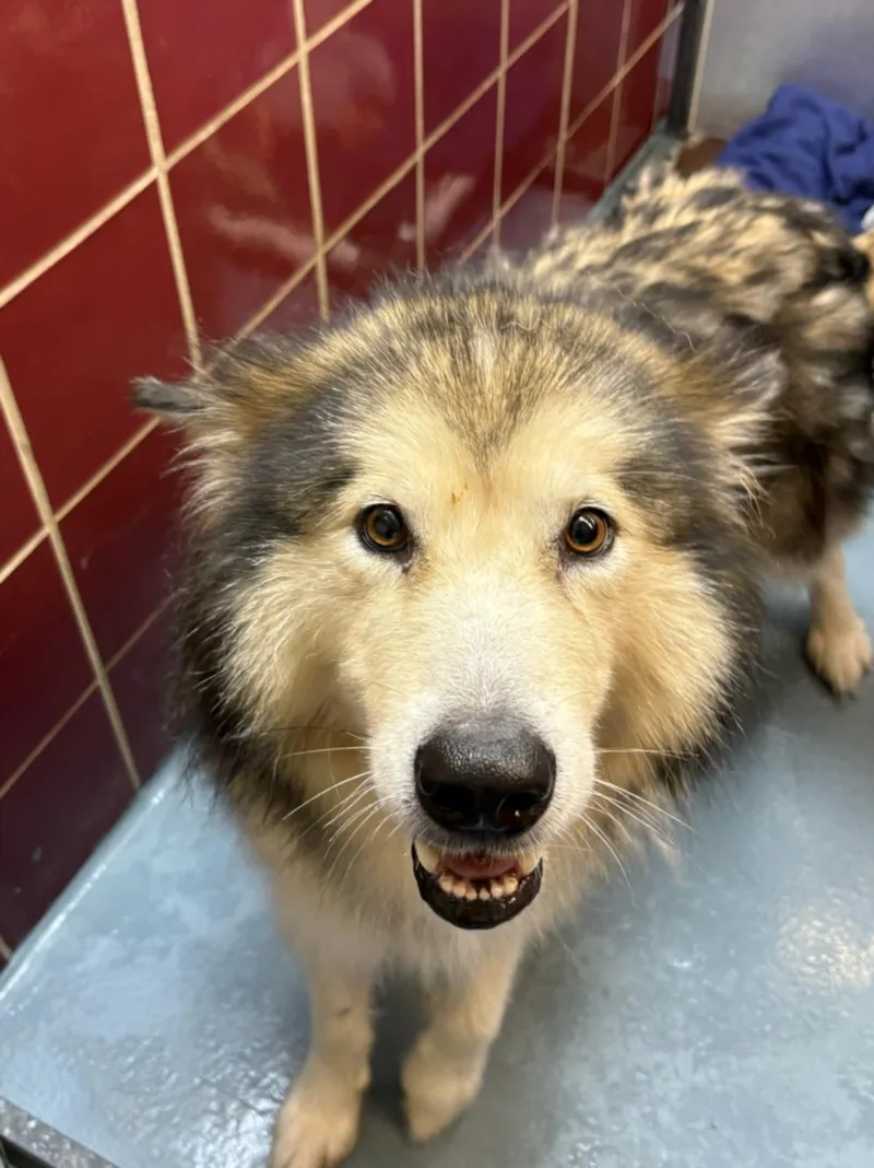 An adult large-sized female Alaskan Malamute dog named Janis for adoption in Houston, TX