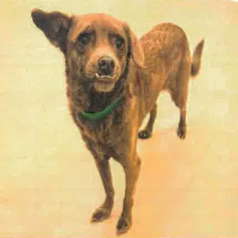 Brownie A thumbnail 2