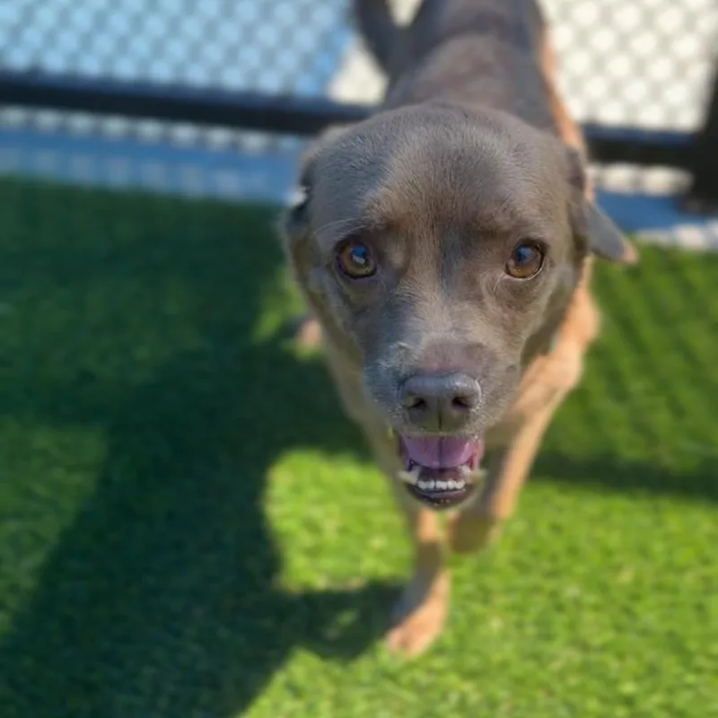 Brownie A thumbnail 3