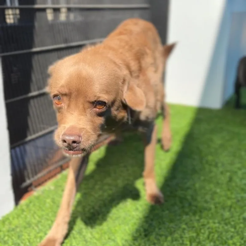 Brownie A thumbnail 4