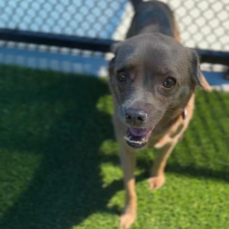 Brownie A thumbnail 5