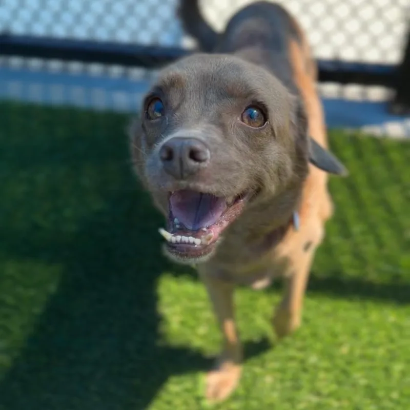 Brownie A thumbnail 6