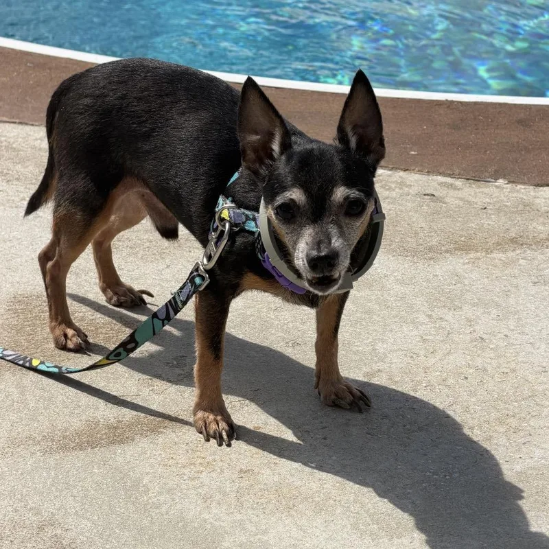 A senior small-sized male Black Chihuahua dog named Spike for adoption in Austell, GA