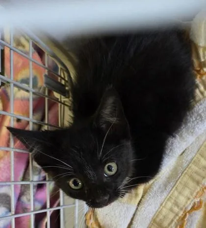 An adult small-sized male Domestic Short Hair cat named Bosley for adoption in St. Anne, IL