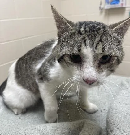 A young medium-sized male Domestic Short Hair cat named Caveman for adoption in Westland, MI