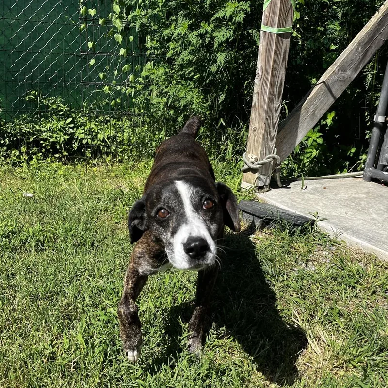 An adult medium-sized male Hound dog named Edmund for adoption in Caryville, TN