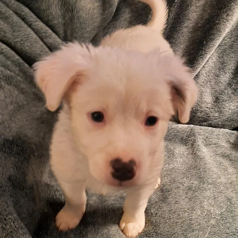 A baby medium-sized male White / Cream Mixed Breed dog named Cotton Tail for adoption in Cincinnati, OH