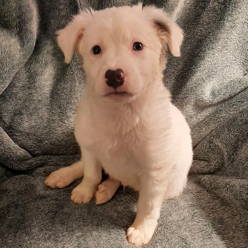 Cotton Tail thumbnail 2