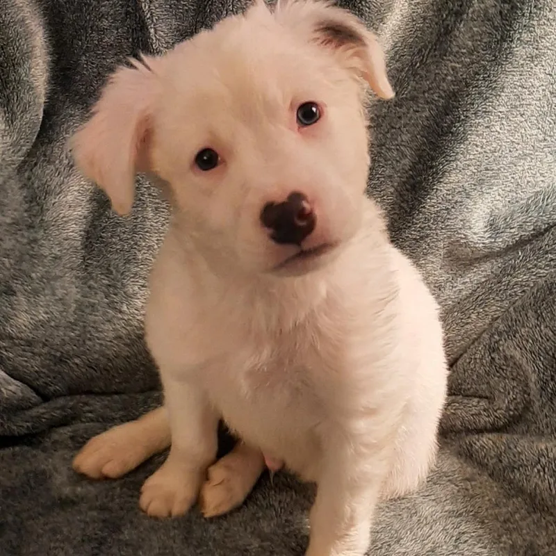 Cotton Tail thumbnail 3