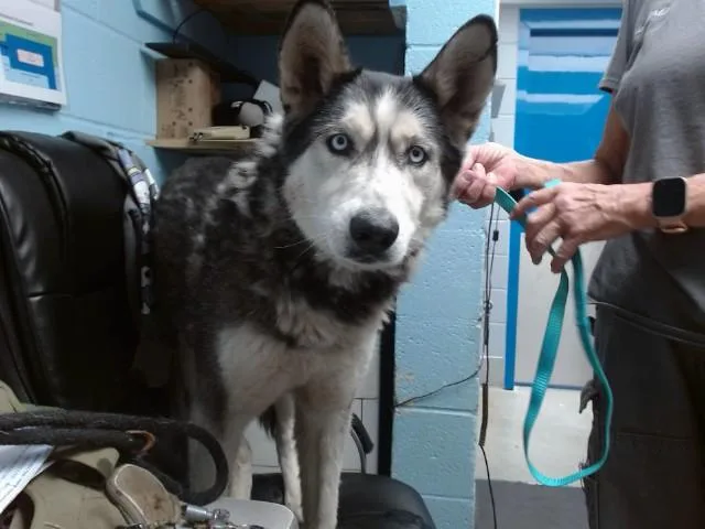 A senior medium-sized male Siberian Husky dog named Blue for adoption in Albuquerque, NM