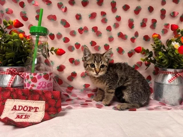 A baby small-sized female Domestic Short Hair cat named Fiona for adoption in Fairfield, CA