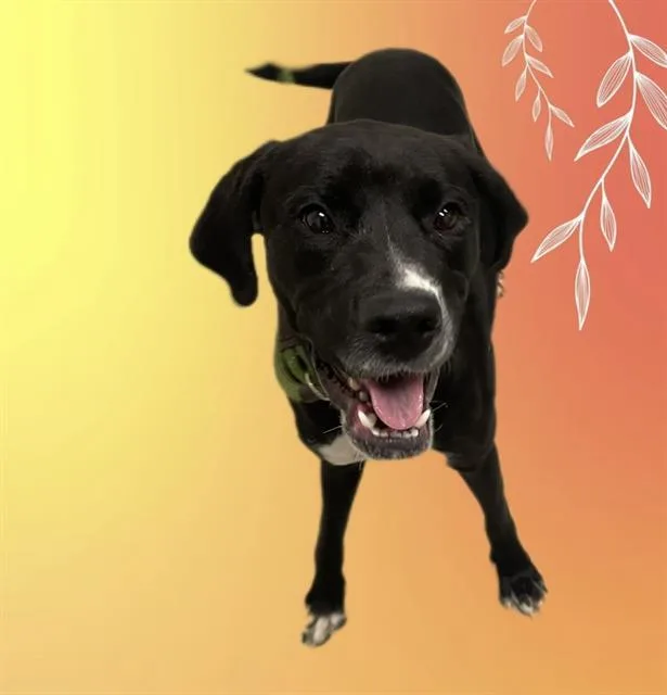 A young large-sized male Great Dane dog named Taz for adoption in Auburn, CA