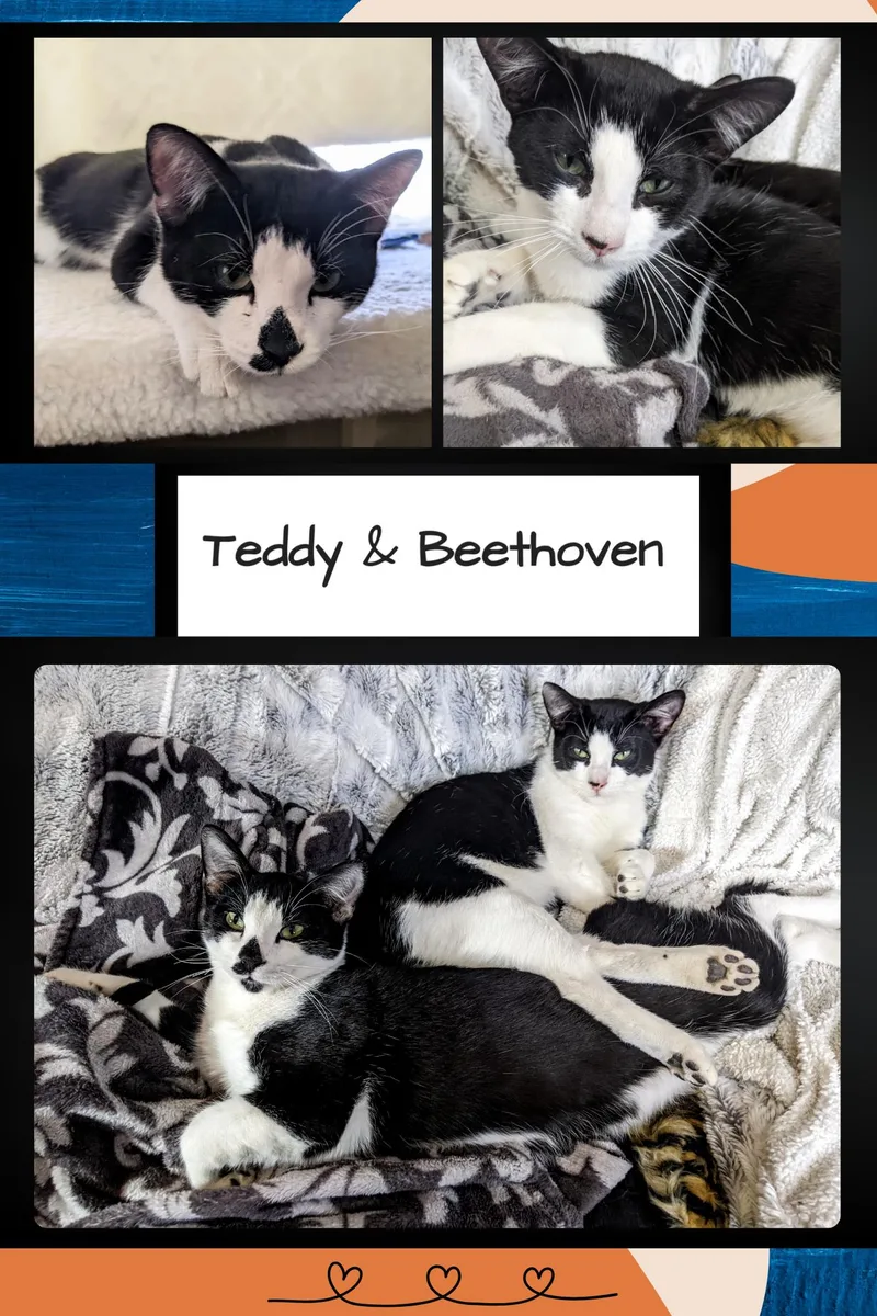 Teddy & Beethoven thumbnail 2