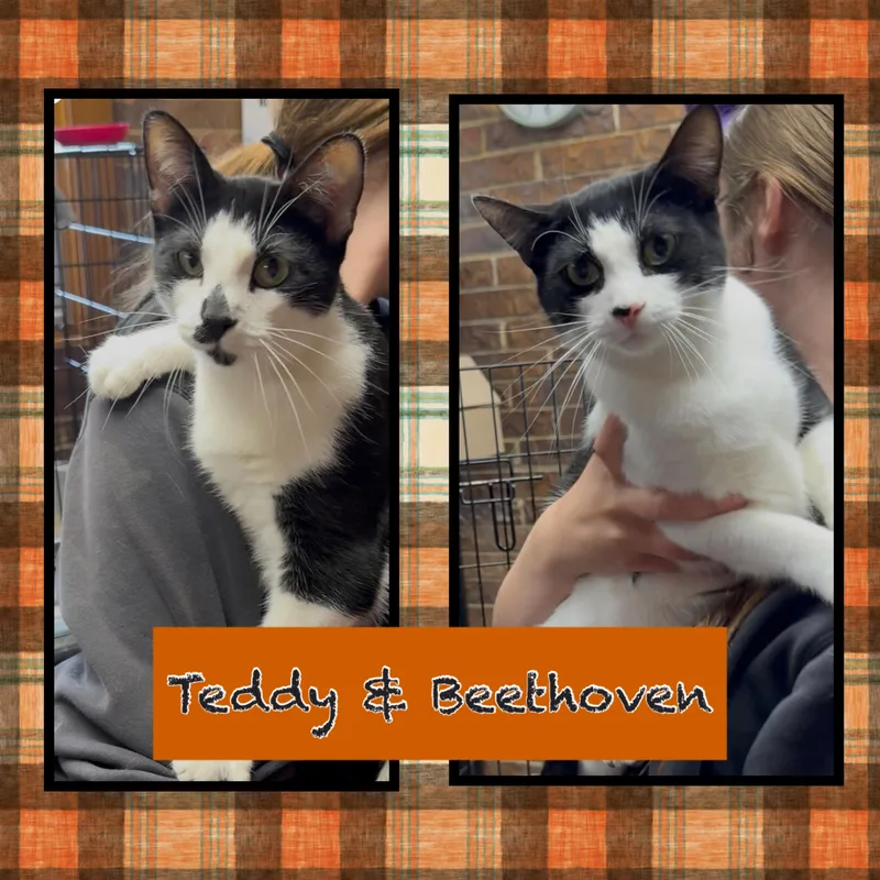 A young medium-sized male Black & White / Tuxedo Domestic Short Hair cat named Teddy & Beethoven for adoption in Kearney, NE