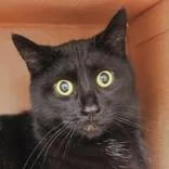 An adult medium-sized female Black Domestic Short Hair cat named Mami for adoption in Hilliard, OH
