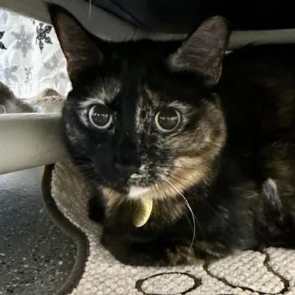An adult medium-sized female Tortoiseshell Domestic Short Hair cat named Pixie for adoption in Lansing, MI
