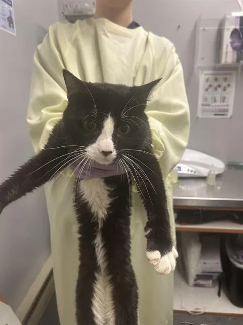 A young medium-sized male Domestic Short Hair cat named Roy for adoption in Kent, WA