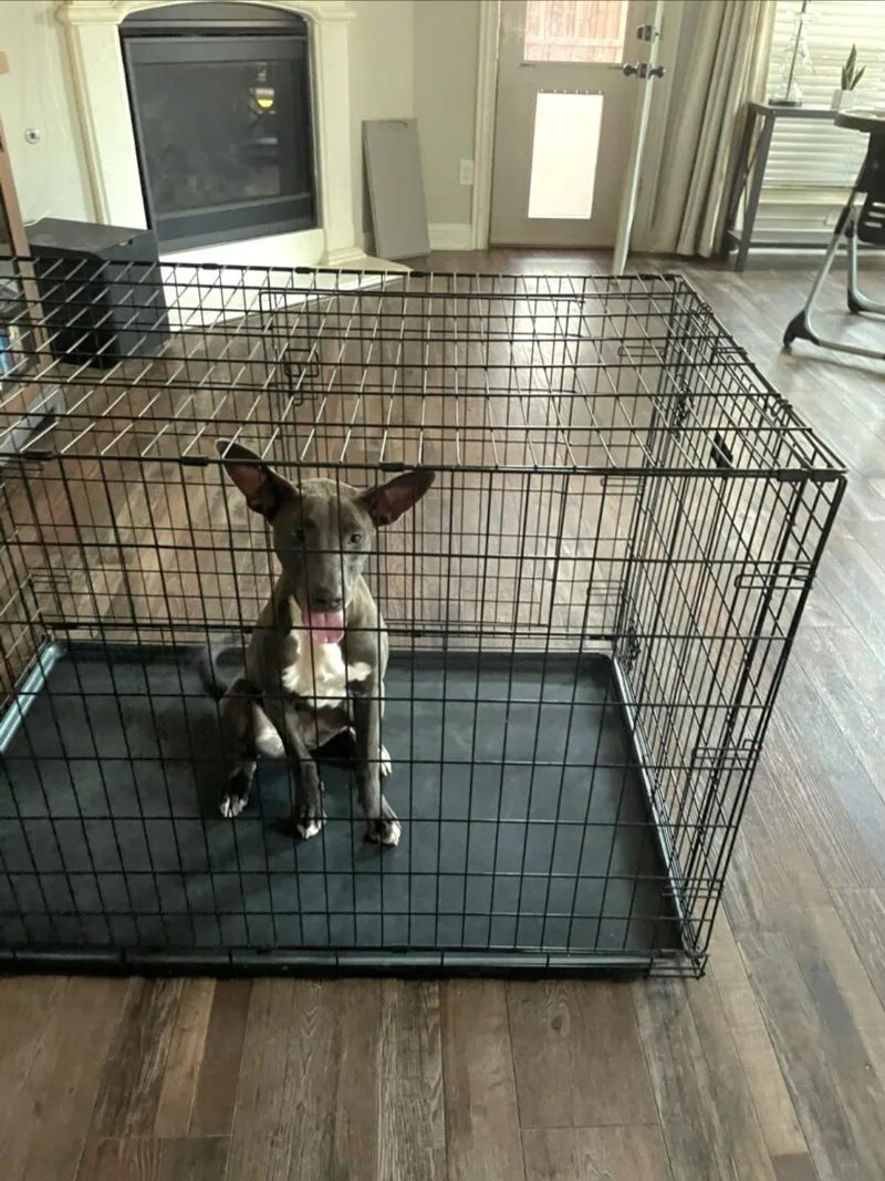 A baby medium-sized female Pit Bull Terrier dog named Stella for adoption in Plano, TX